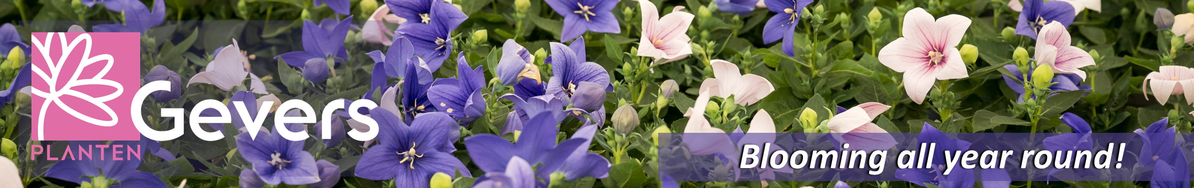 Gevers Planten