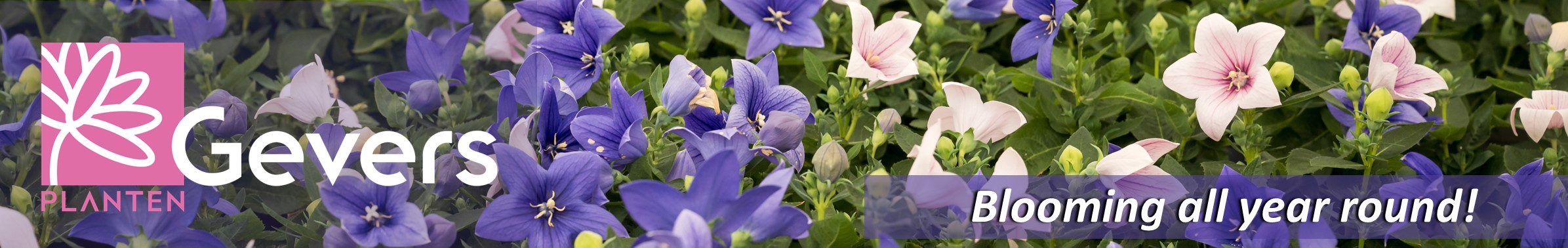 Gevers Planten